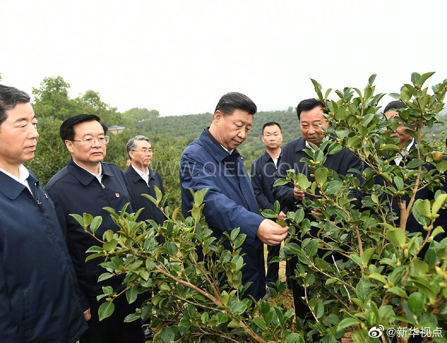 光山油茶籽榨油設備，山茶籽油榨油機廠家(圖1)