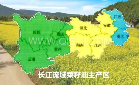 濃香菜籽油成套設備，企鵝糧油機械品質出眾(圖1)